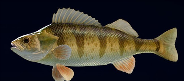 鱼类及分布大全